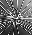 Spatules_17