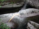 Coloration_a_la_riviere_004