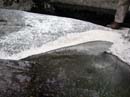 Coloration_a_la_riviere_040