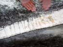 Coloration_a_la_riviere_051