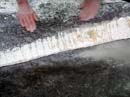 Coloration_a_la_riviere_053