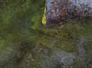 Coloration_a_la_riviere_025