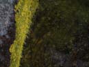 Coloration_a_la_riviere_026