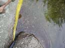 Coloration_a_la_riviere_035
