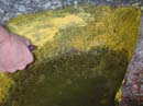 Coloration_a_la_riviere_043