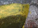Coloration_a_la_riviere_044