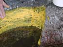Coloration_a_la_riviere_048