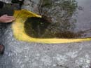 Coloration_a_la_riviere_054