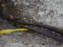 Coloration_a_la_riviere_057