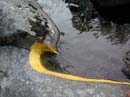 Coloration_a_la_riviere_068