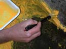 Coloration_a_la_riviere_071