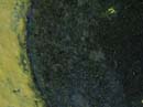 Coloration_a_la_riviere_072