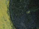 Coloration_a_la_riviere_073