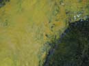 Coloration_a_la_riviere_074