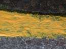 Coloration_a_la_riviere_075