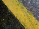 Coloration_a_la_riviere_080