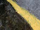 Coloration_a_la_riviere_082
