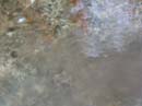 Coloration_a_la_riviere_086