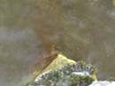 Coloration_a_la_riviere_088