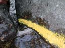 Coloration_a_la_riviere_089