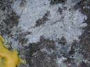 Coloration_a_la_riviere_095