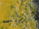 Coloration_a_la_riviere_097