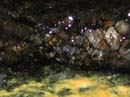 Coloration_a_la_riviere_098