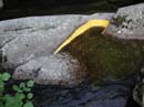 Coloration_a_la_riviere_099