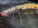 Coloration_a_la_riviere_104
