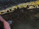 Coloration_a_la_riviere_106