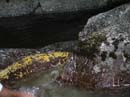 Coloration_a_la_riviere_112