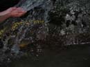 Coloration_a_la_riviere_120