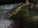 Coloration_a_la_riviere_124