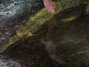 Coloration_a_la_riviere_127