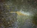 Coloration_a_la_riviere_141