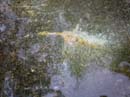 Coloration_a_la_riviere_142