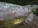 Coloration_a_la_riviere_144